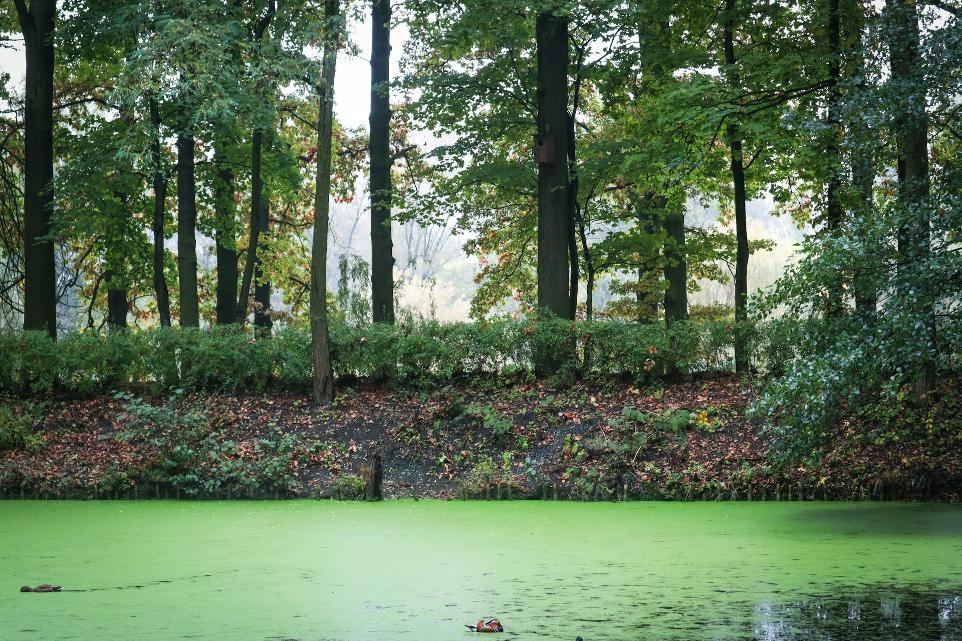 a body of water surrounded by trees and bushes